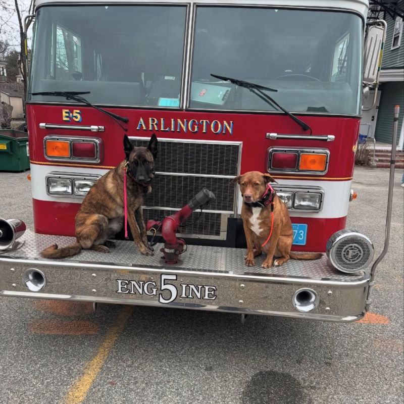 2 dogs on an Arlington MA Fire truck during dog walking service