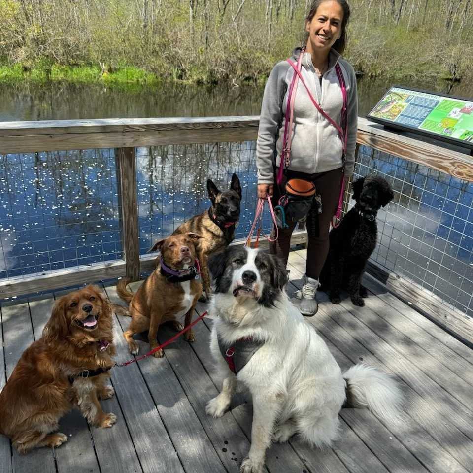 MDW Pet Services Owner Marina walking dogs by water MDW Pet Services Owner Marina walking dogs by water